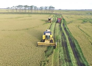 Cifra récord: Este año Uruguay produjo 1.309.355 toneladas de arroz