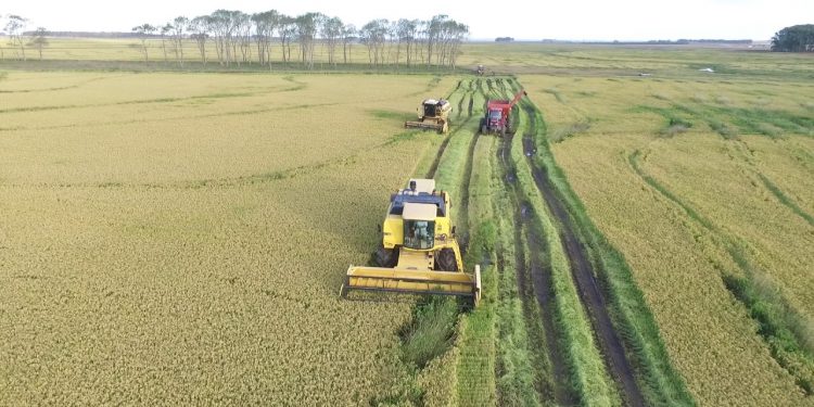 Cifra récord: Este año Uruguay produjo 1.309.355 toneladas de arroz