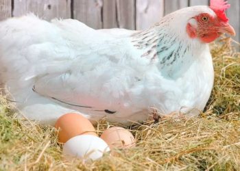 ¿Huevos blancos o colorados?