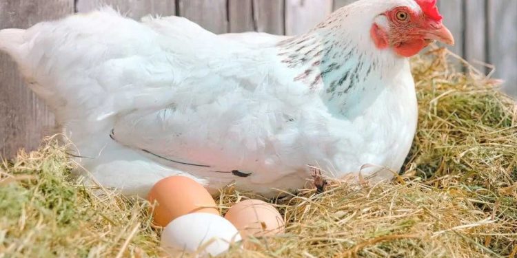 ¿Huevos blancos o colorados?
