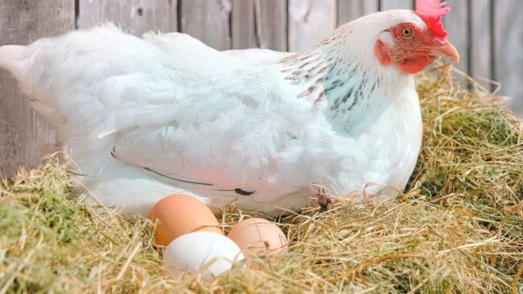 ¿Huevos blancos o colorados?