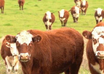 Fue presentado proyecto de control biológico de la garrapata