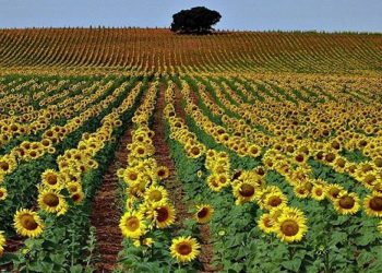 El girasol resurge como opción productiva