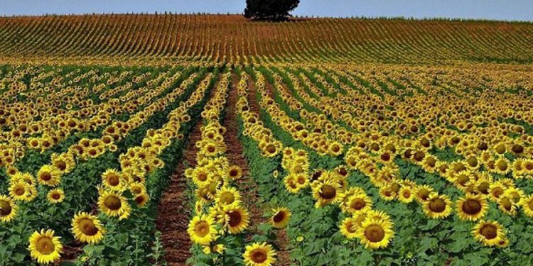 El girasol resurge como opción productiva