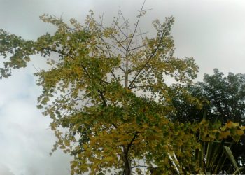 Mayo comienza con un cambio de masa de aire; refuerza al otoño y retorna el frío