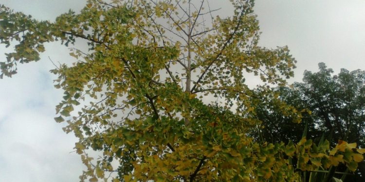 Mayo comienza con un cambio de masa de aire; refuerza al otoño y retorna el frío