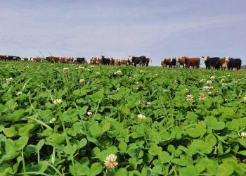 Las pasturas tendrán un buen año y eso se traduce en mejor producción de carne