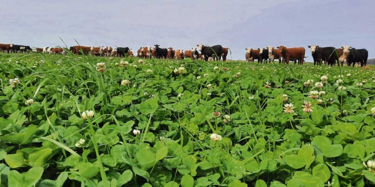 Las pasturas tendrán un buen año y eso se traduce en mejor producción de carne