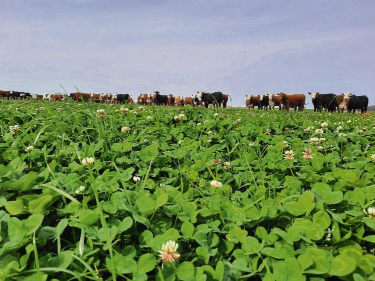 Las pasturas tendrán un buen año y eso se traduce en mejor producción de carne