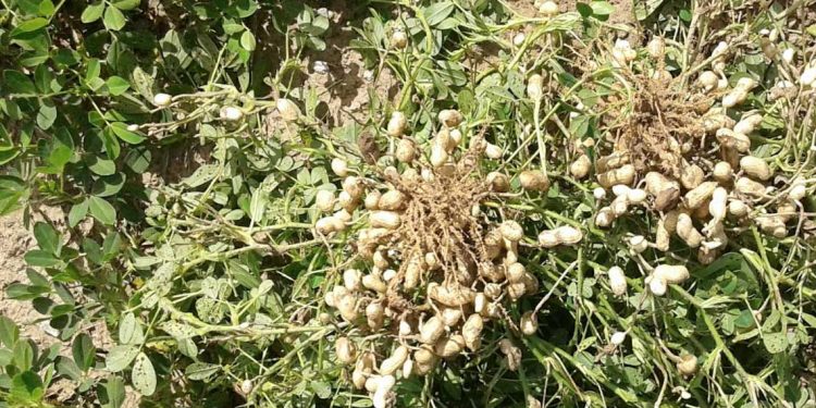 Maní: es necesario armar un plan de desarrollo público-privado