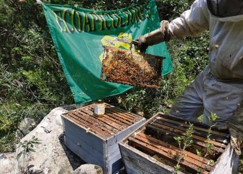 Denuncian irregularidades en la certificación de productos orgánicos