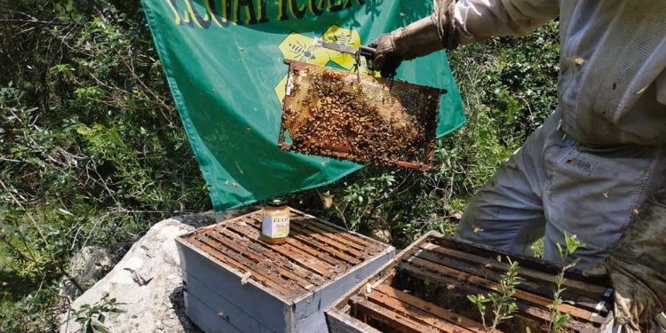 Denuncian irregularidades en la certificación de productos orgánicos