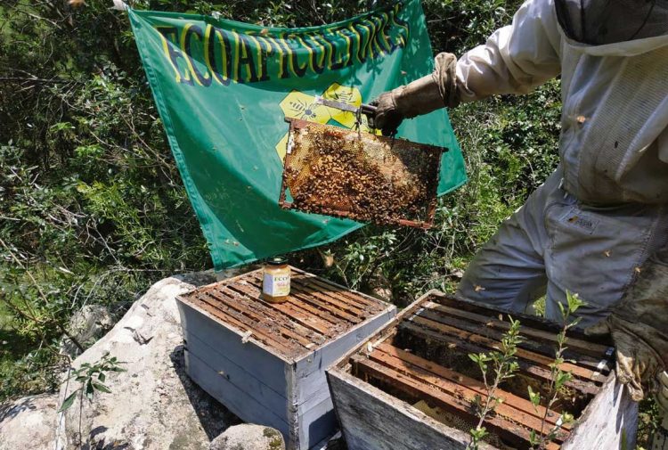 Denuncian irregularidades en la certificación de productos orgánicos