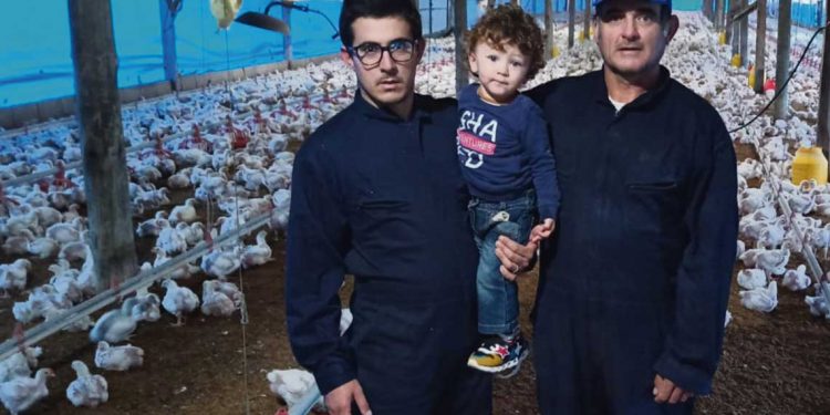 Uruguay perdió más de la mitad de los fasoneros de pollos