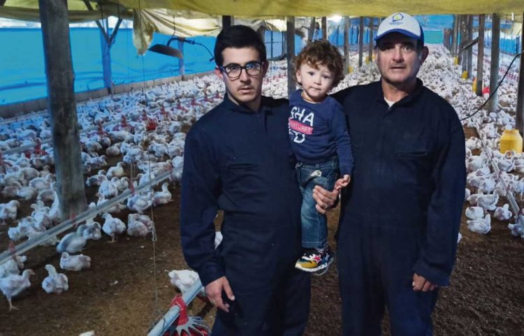 Uruguay perdió más de la mitad de los fasoneros de pollos