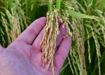El arroz uruguayo marcó récord en pandemia y mira los mercados internacionales