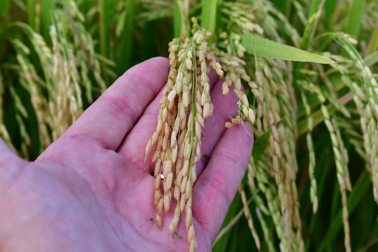 El arroz uruguayo marcó récord en pandemia y mira los mercados internacionales