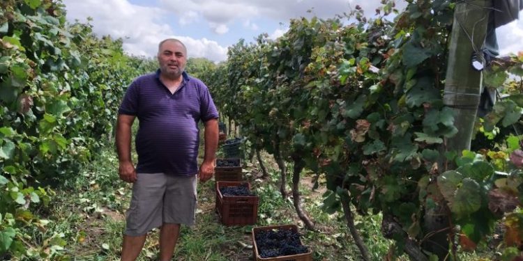 “Detrás de un vino elaborado por la cooperativa CAVA, hay trabajo de 23 familias uruguayas”
