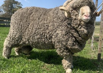 En la última semana de junio, el precio internacional de la lana retrocedió 38 centavos