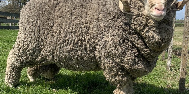 En la última semana de junio, el precio internacional de la lana retrocedió 38 centavos