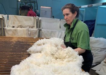 Esta semana el precio de la lana superó los 11 dólares
