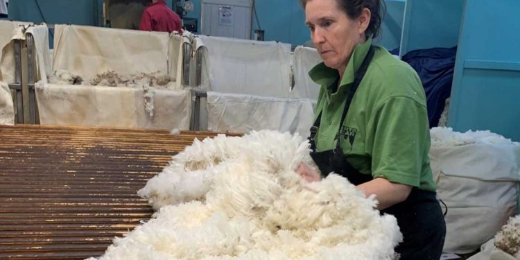 Esta semana el precio de la lana superó los 11 dólares
