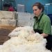 Esta semana el precio de la lana superó los 11 dólares