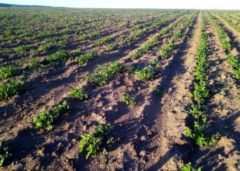 Uruguay tiene condiciones para producir maní para el mercado interno y la exportación