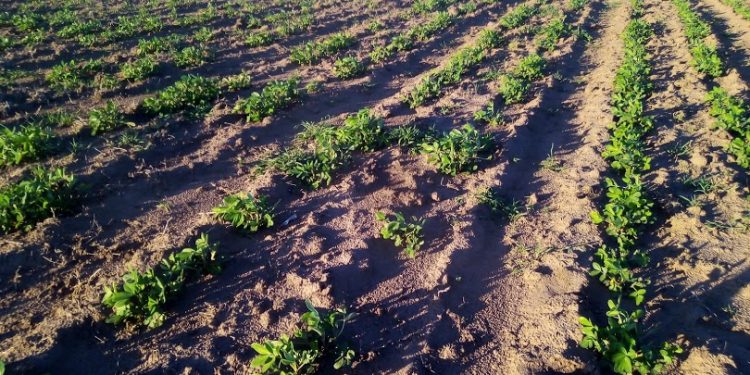 Uruguay tiene condiciones para producir maní para el mercado interno y la exportación