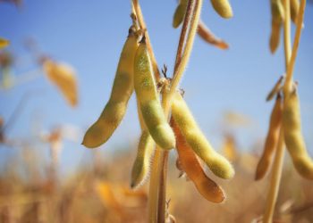 La fragilidad de la agricultura