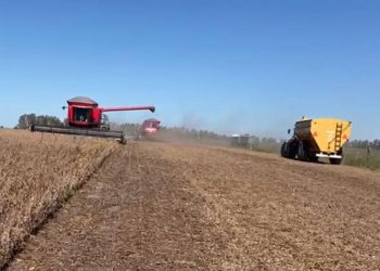 Soja: los números reales entre los bajos rendimientos y los “washouts”