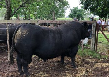 “El productor no sabe ver la importancia que tiene la revisación de los toros”