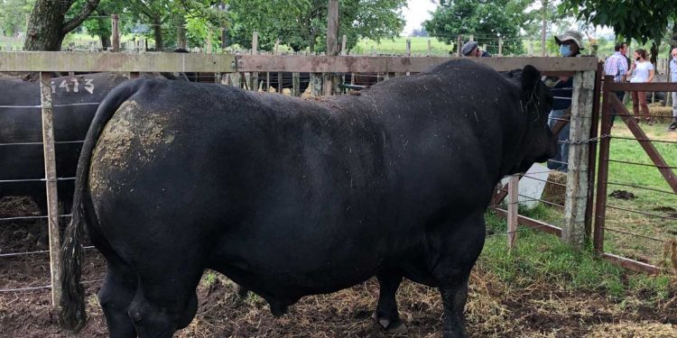 “El productor no sabe ver la importancia que tiene la revisación de los toros”