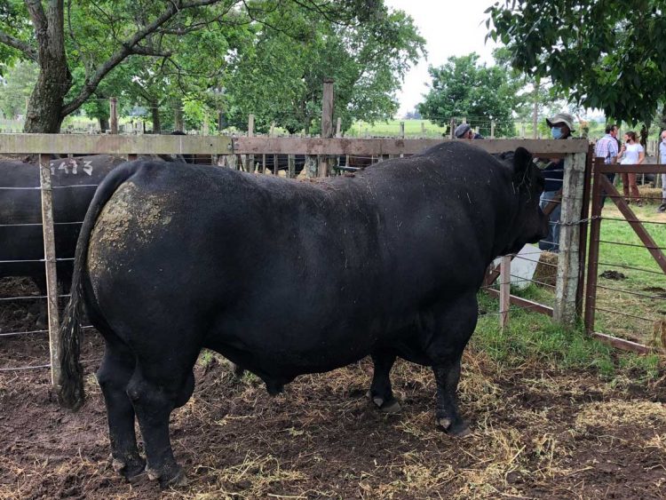 “El productor no sabe ver la importancia que tiene la revisación de los toros”