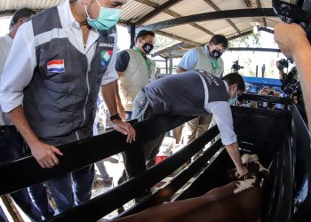 Proponen que Paraguay levante gradualmente la vacunación contra la aftosa