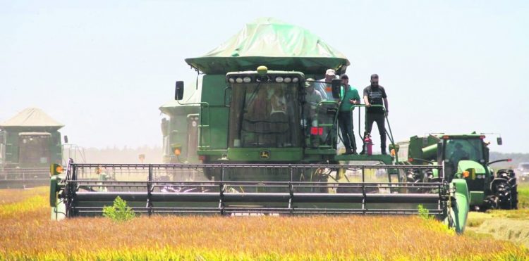 De Garrou: el arroz paga caro el excesivo gasto público y los costos internos