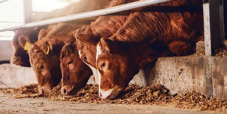 Es necesario suplementar para que el ganado “no pierda kilos”