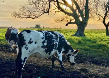 En mayo crecieron 13% los ingresos por exportación de lácteos