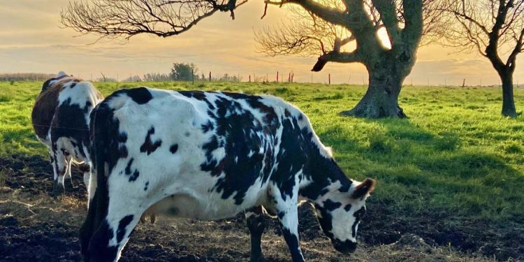 En mayo crecieron 13% los ingresos por exportación de lácteos