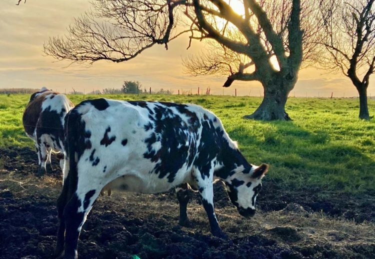 En mayo crecieron 13% los ingresos por exportación de lácteos
