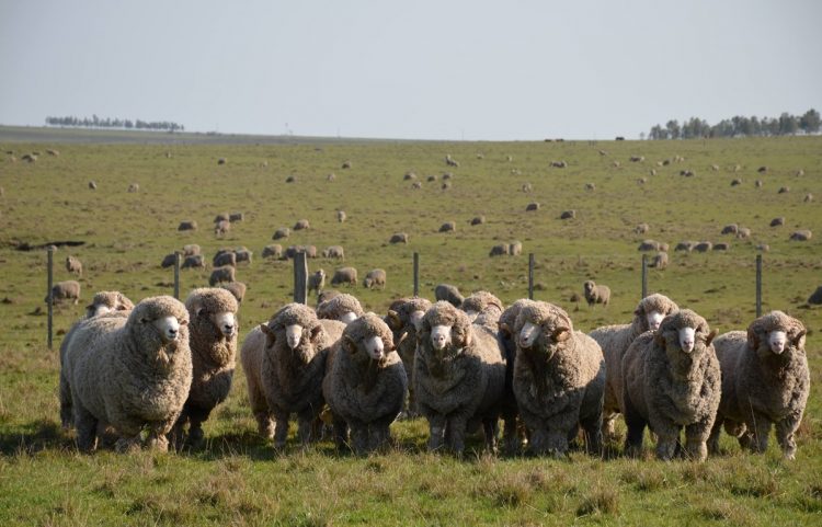 Buffa: el ovino, en carne y lana, tiene una oportunidad “histórica” para desarrollarse