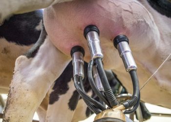 La leche en polvo entera cayó por debajo de los US$ 4.000