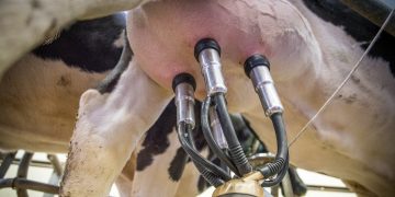 La leche en polvo entera cayó por debajo de los US$ 4.000