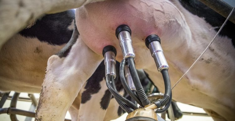 La leche en polvo entera cayó por debajo de los US$ 4.000