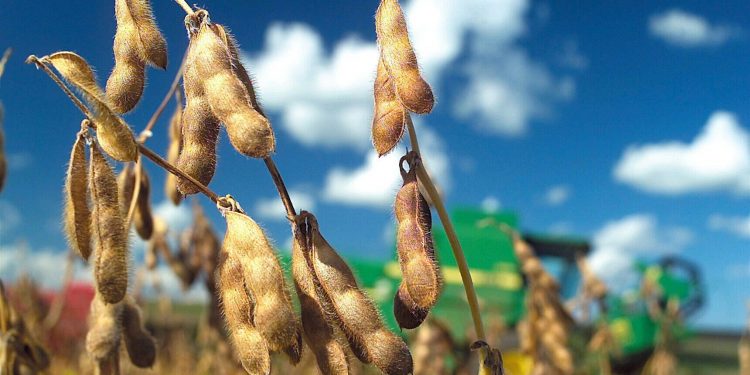 Soja: ¿Es el productor el que asume el mayor riesgo?