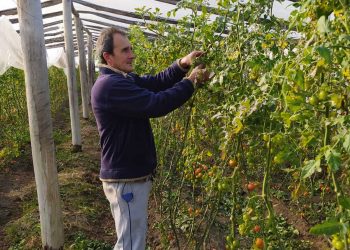 Salto podría perder el 25% de sus productores hortícolas