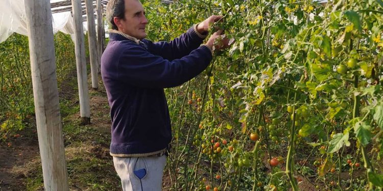 Salto podría perder el 25% de sus productores hortícolas