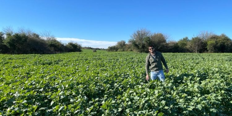 Suba desmedida de insumos genera incertidumbre en productores de cultivos de verano