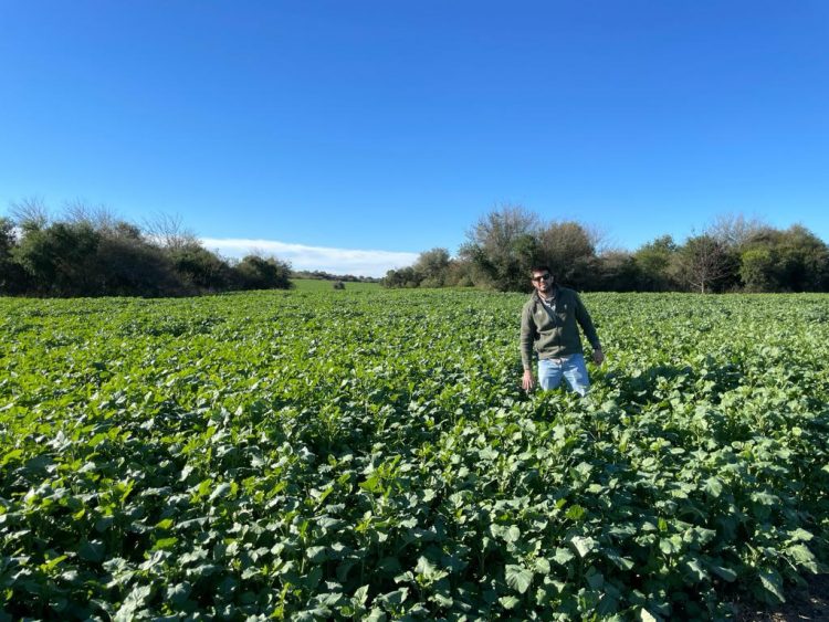 Suba desmedida de insumos genera incertidumbre en productores de cultivos de verano