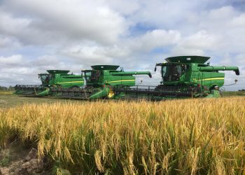 Los arroceros se preparan para una zafra con costos en alza